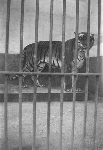 RSR 2  /  6th Battalion, Tiger in Mysore Zoo