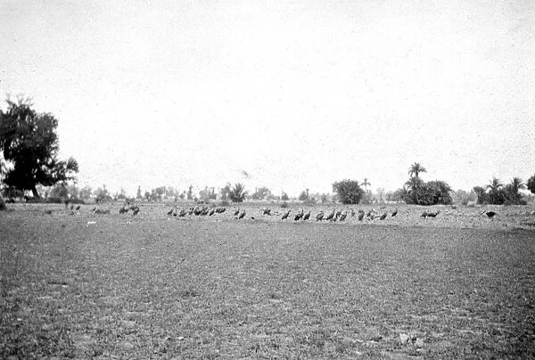 RSR 2  /  6th Battalion, Vultures, 1917
