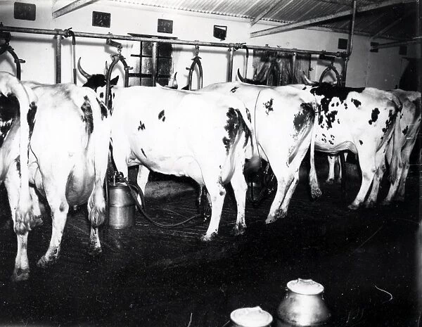 Shaxson Dairies, Elstead - June 1938