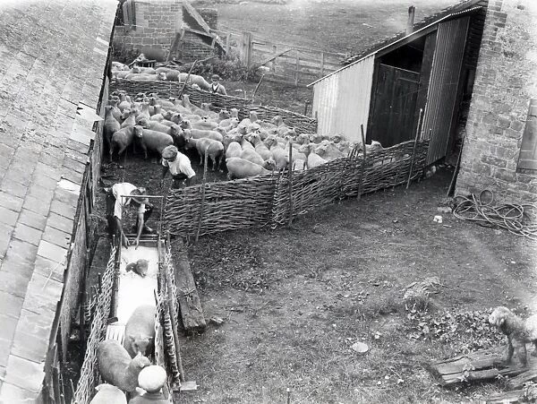 Sheep Dipping at Robertsbridge - August 1938