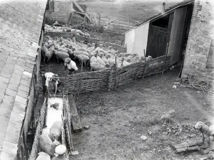 Framed Print : Sheep Dipping at Robertsbridge - August 1938 Framed Print : Sheep Dipping at Robertsbridge - August 1938