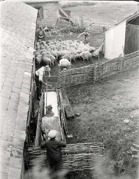 Sheep dipping in West Sussex