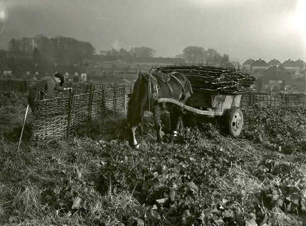 Sheep Fold Moving at Frog Farm - March 1948