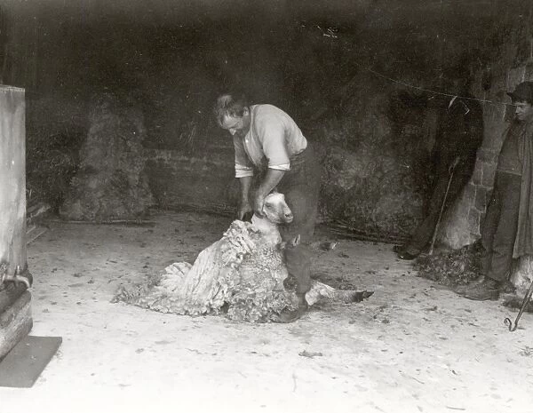 Sheep shearing in the old fashioned way, May 1929