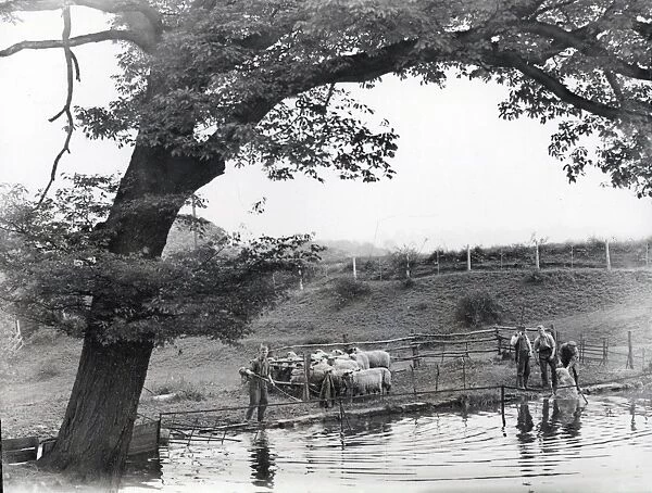 Sheep Washing - 1947
