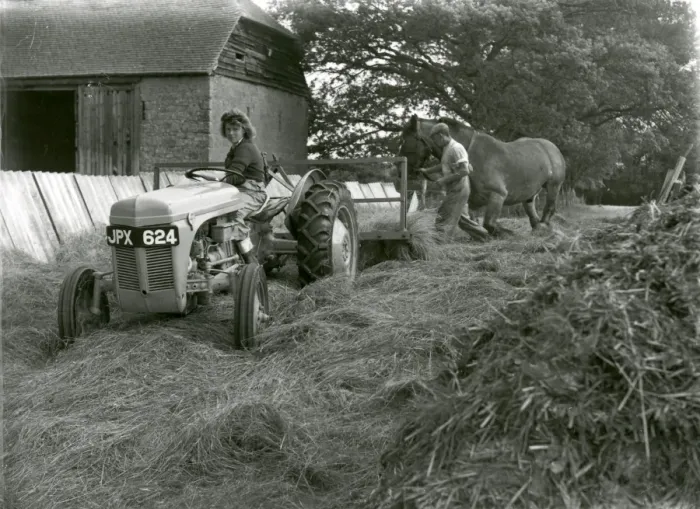 Framed Print : Silage making at Brinsbury Farm, Adversane - July 1948 Framed Print : Silage making at Brinsbury Farm, Adversane - July 1948