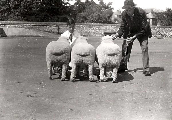 Southdown Sheep Show showing the rear view of three sheep