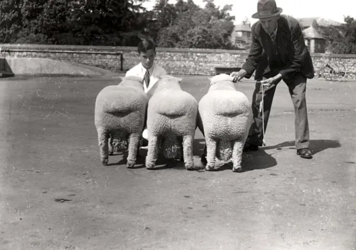 Framed Print : Southdown Sheep Show showing the rear view of three sheep Framed Print : Southdown Sheep Show showing the rear view of three sheep