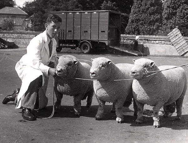 Southdown Sheep Show - showing three sheep