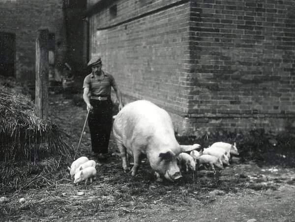 Sow and Piglets - April 1945