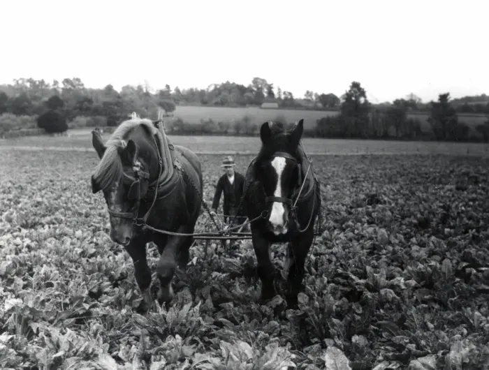 Framed Print : Sugar Beet Lifting - about 1944