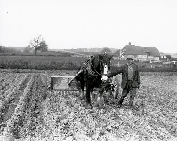 Sugar Beet preparation in the Midhurst district - April 1939
