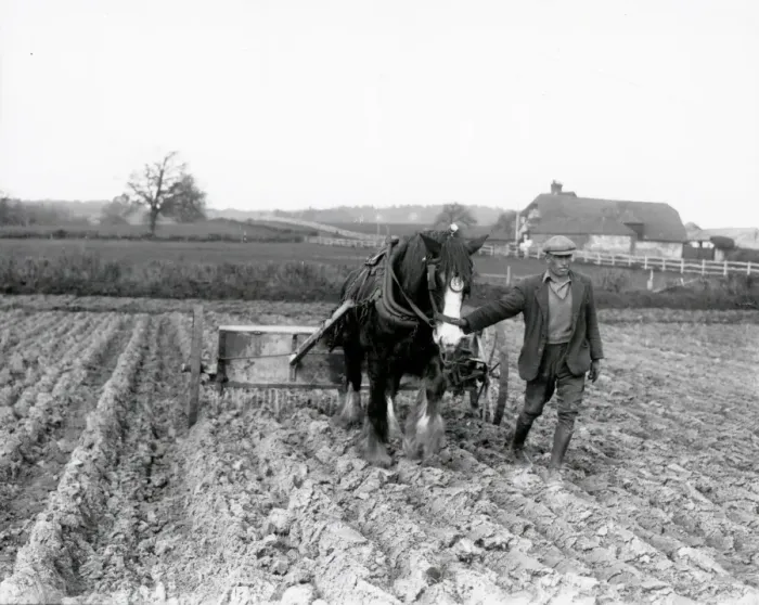 Framed Print : Sugar Beet preparation in the Midhurst district - April 1939 Framed Print : Sugar Beet preparation in the Midhurst district - April 1939
