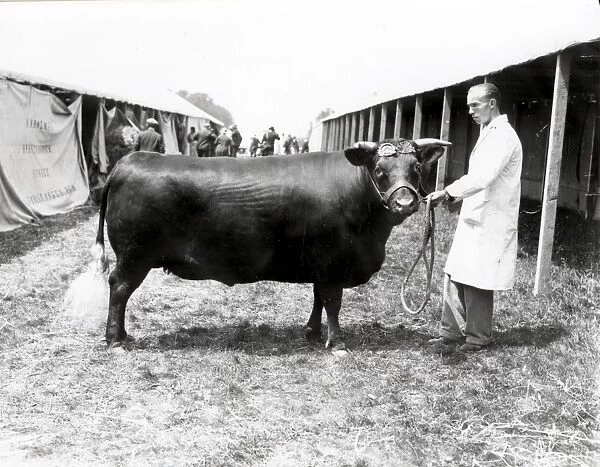 Sussex Show. One of the winners. Bull with rosettes and handler.