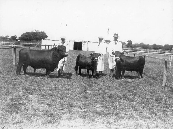 Sussex Show. 3 Dexter cattle with handlers in show arena, 1930