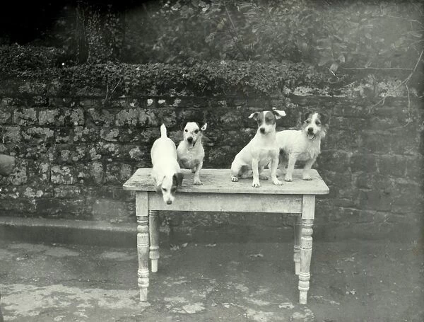 Tillington House Terriers