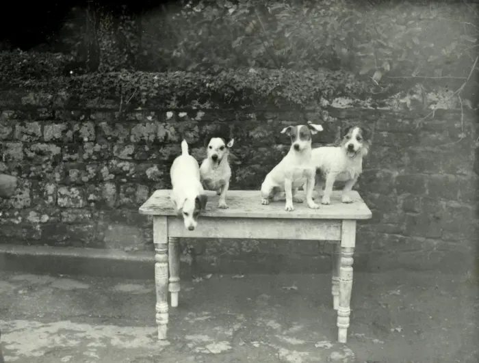 Framed Print : Tillington House Terriers Framed Print : Tillington House Terriers