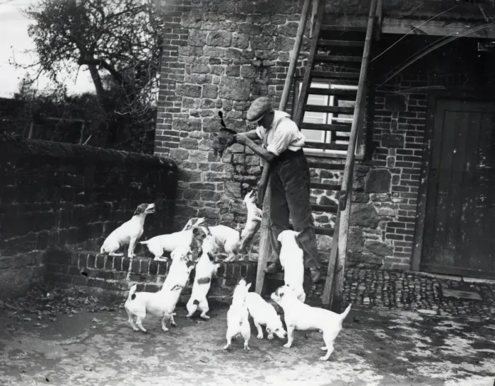 Framed Print : Tillington House Terriers Framed Print : Tillington House Terriers
