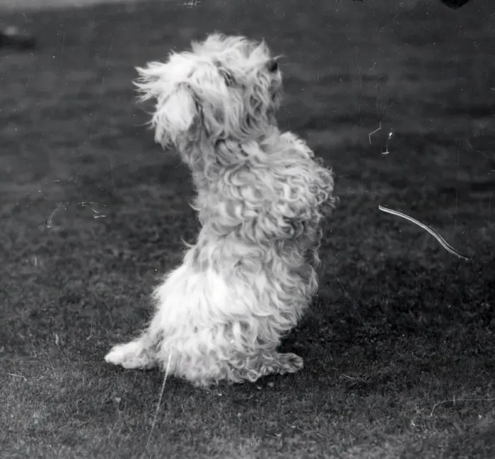 Framed Print : A treat, please! - April 1940 Framed Print : A treat, please! - April 1940