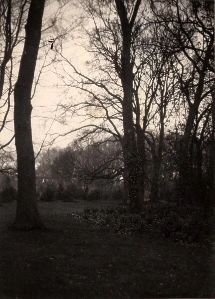 Trees in the grounds of Aldwick Manor, 1909