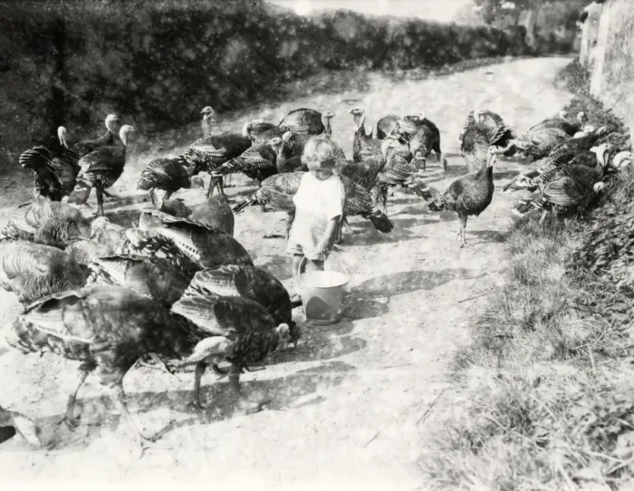 Framed Print : Turkeys at South Farm, Petworth Framed Print : Turkeys at South Farm, Petworth
