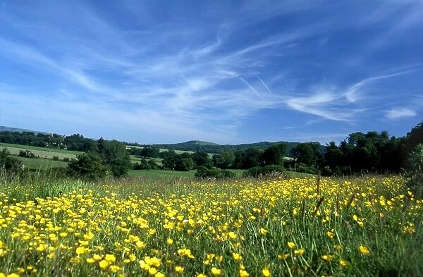 View of buttercups on Barlavington Down (near Sutton)