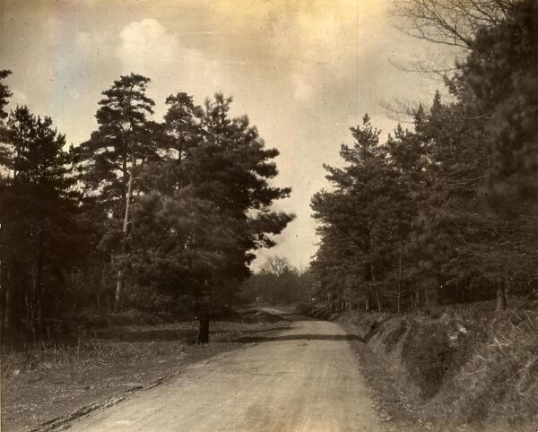 View of forest near Milland, 1909