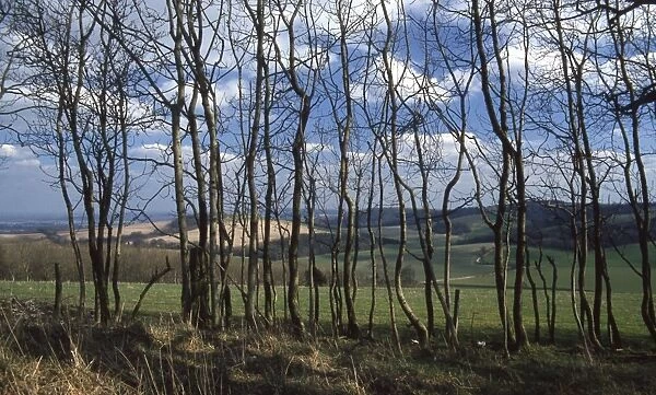 View from Inholmes Wood, Stoughton, near Chichester