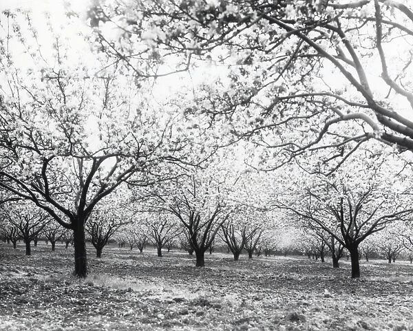 Wisborough Green Fruit Trees - about 1942