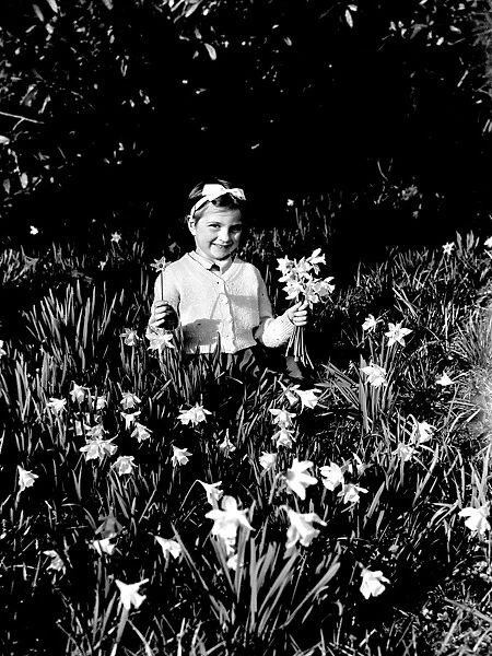 Five year old girl picking daffodils