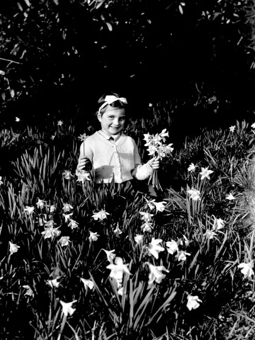 Framed Print : Five year old girl picking daffodils Framed Print : Five year old girl picking daffodils