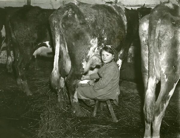Young girl milking a cow, February 1930