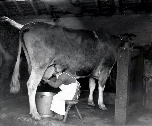 Young girl milking cow - May 1938