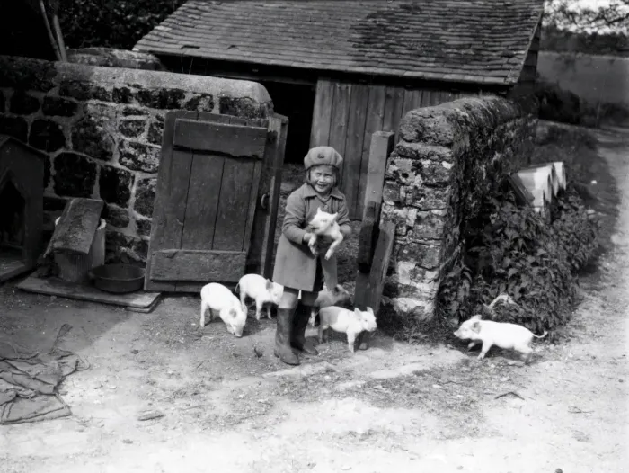 Framed Print : Young girl with piglets - May 1938 Framed Print : Young girl with piglets - May 1938