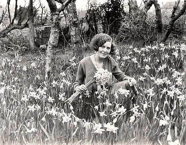 Young lady gathering narcissi