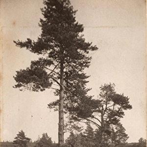 Ashdown Forest: Pine trees, 1908
