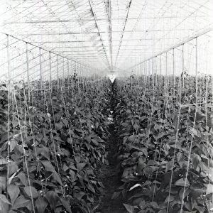 Beans growing under glass - 25 March 1946