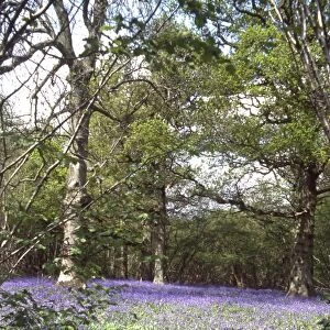 Bluebells at Woodmans, Racton