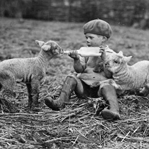 Boy feeding lambs on Crosss Farm