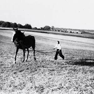 Breaking in a horse - June 1941