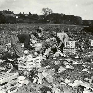 Cabbages at Tillington - October 1939