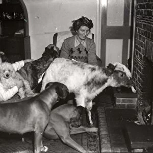 Calf and four dogs at the fireside