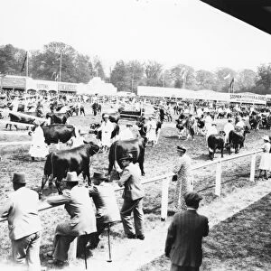 Cattle parading in ring at the Sussex Show, September 1938