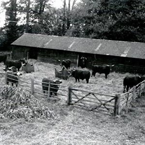 Cattle on Slade Farm Rogate - about 1944