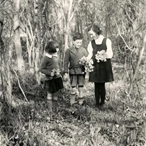 Three children picking daffodils, March 1938