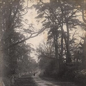 A country lane in Woolbeding, 1903