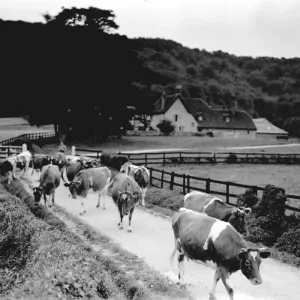 Cows in road near Graffham, August 1933