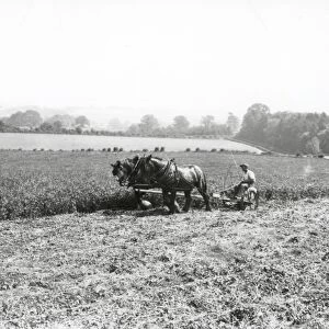 Cutting Clover at Fittleworth - about 1940