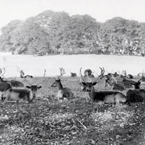 Deer in Cowdray Park - September 1939
