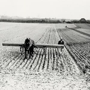 Drilling oats, using a horse, at Tillington, March 1939